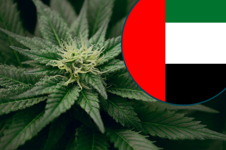 Dubai weed store Dubai weed store